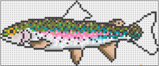 rainbow trout