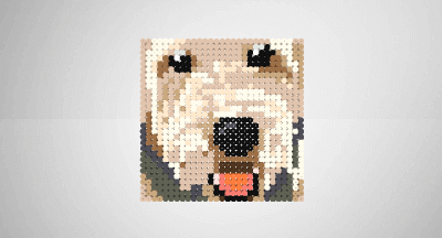 Griz - dog,portrait,animals,pet,happy,wheaten terrier,doodle