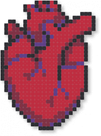 anatomical human heart - heart,anatomy,body,organ,red