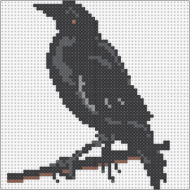 Crow - crow,bird,animal