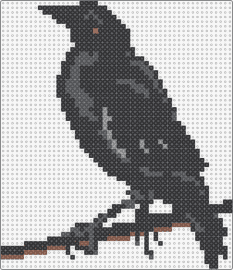 Crow - crow,bird,animal,black