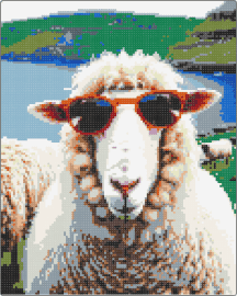 Sheep Faroe Islands 3 - sheep,sunglasses,lamb,animal,island,water,white,tan,green,blue