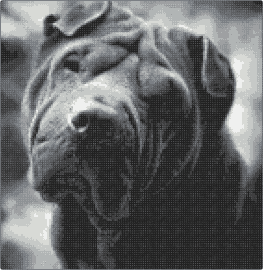 Kytje - shar pei,dog,portrait,animal,cute,wrinkles,grayscale