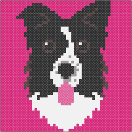 Border Collie - border collie,dog,portrait,animal,cute,tongue,pink,black,white