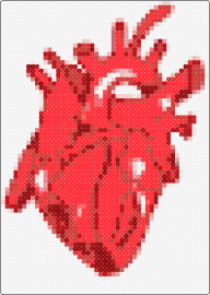 HUMAN HEART!! - heart,anatomy,body,blood,life,red