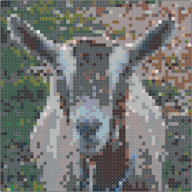 Goat - goat,animal,rustic,farm,countryside,tranquil,stoic,portrait,mammal,gray