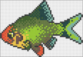 Green Barb Fish - green barb,fish,animal,colorful,ocean,green