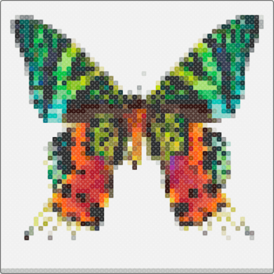 Madagascan sunset moth - 