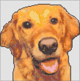 Tucker1 - golden retriever,dog,animal,pet,cute,orange