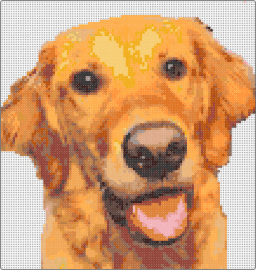 Tucker1 - golden retriever,dog,animal,pet,cute,orange