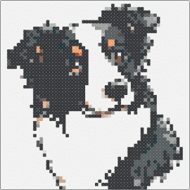 Tri bc - border collie,dog,animal,playful,intelligent,grayscale,detailed,spirit,white,bla