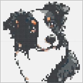 Tri bc - border collie,dog,animal,playful,intelligent,charming,grayscale,detailed,spirit,white,black