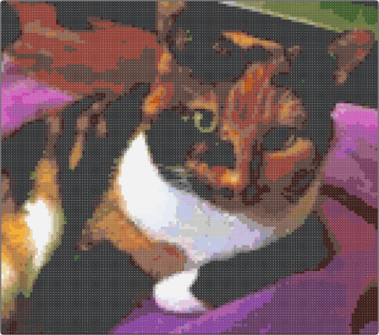 Warrior Cats