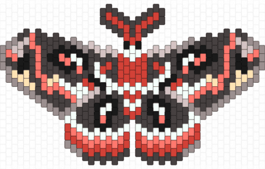 Cecropia Moth - red,brown,cecropia moth,moth,cecropia,insect,grey