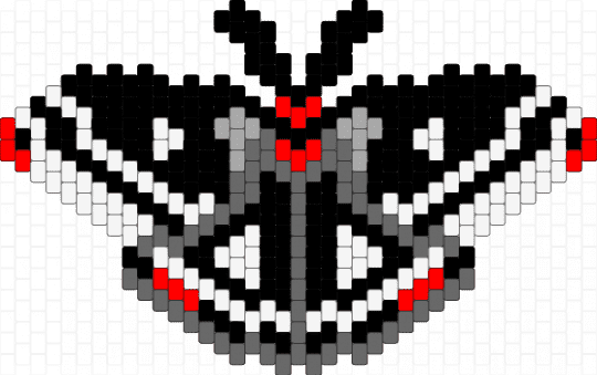 Calleta moth - black,white,gray