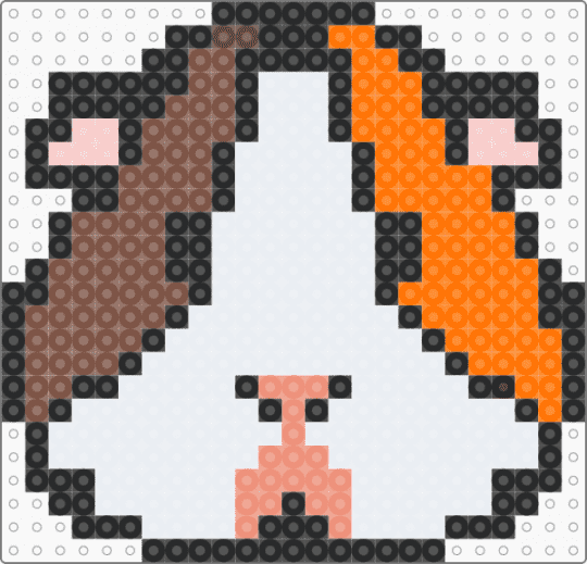 Guinea pig - white,orange,tan