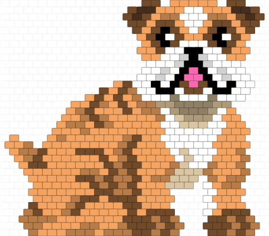 A little bulldog puppy - orange,brown,tan