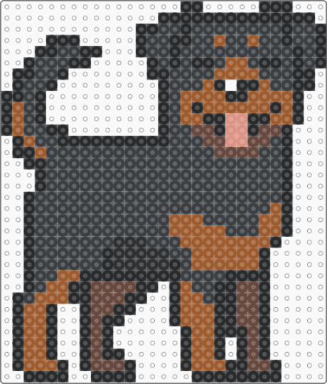 Rottweiler - black,tan