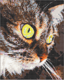 Chat Amandine - cat,portrait
