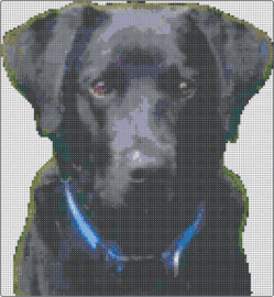 Steve - dog,pet,portrait,cute,black