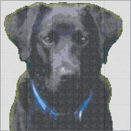 Steve - dog,pet,portrait,cute,black