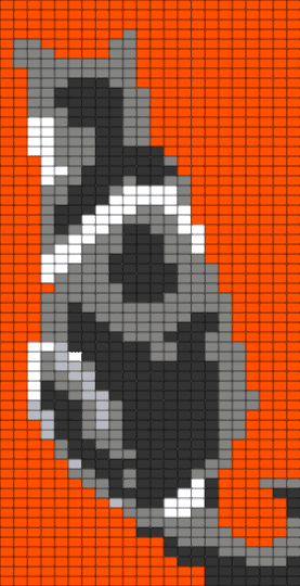 Grey and white cat - gray, orange