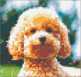 poodle - poodle,dog,animal,pet,cute,portrait,brown,orange