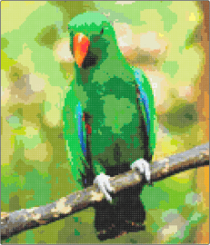 Taz - parakeet,parrot,bird,animal,green