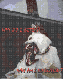 Dog Bites - 