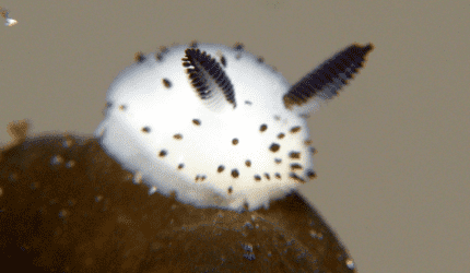 How to make a Kandi sea bunny!
