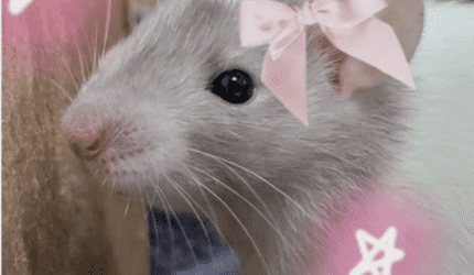 Kandi rat tutorial