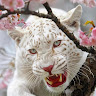 Profile Picture - bobington