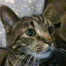 Profile Picture - tigger_makes-kandi