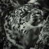 Profile Picture - axxlr0z3