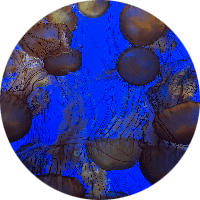 Profile Picture - shrimp_2013