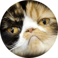 Profile Picture - catqeenpop