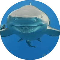 Profile Picture - sharkie