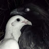 Profile Picture - djpon3