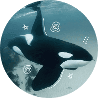 Profile Picture - calypso_seal