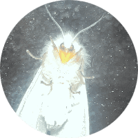 Profile Picture - starry
