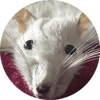 Profile Picture - soggyrat