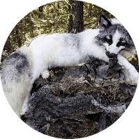 Profile Picture - wildfoxheart