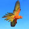 Profile Picture - fawkesfyre